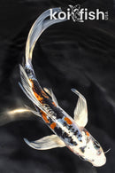 7" HEISEI NISHIKI BUTTERFLY