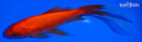 6" COMET GOLDFISH