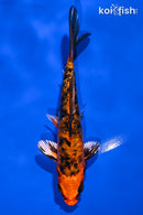 5.75" DOITSU KIIN ORENJI BEKKO