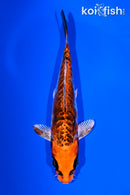5.25" BENI KIKOKURYU