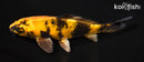 6.5" KIN KI UTSURI