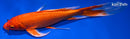 8" ORENJI OGON BUTTERFLY