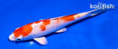 5" HARIWAKE
