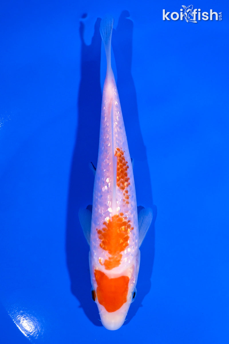 6.25" GINRIN KOHAKU