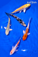PACK OF (5) 4-5" STANDARD GINRIN KOI