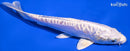 7.5" DOITSU PLATINUM OGON