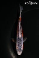 5" HI SHUSUI