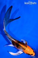 5.75" KUJAKU BUTTERFLY