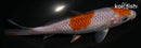 5.5" OCHIBA SHIGURE