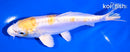 6.5" DOITSU LEMON HARIWAKE