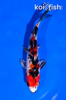 5.5" YAMATO NISHIKI