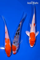 PACK OF (3) 5-6" STANDARD KOI