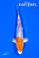 5.25" GINRIN YAMATO NISHIKI