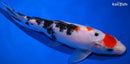8.75" SANKE