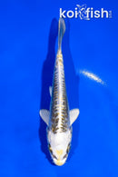 4.5" KIN KIKOKURYU