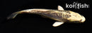 5" KIN KIKOKURYU