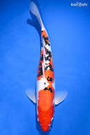 15" DOITSU SANKE