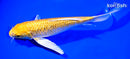 8.5" GINRIN YAMABUKI OGON BUTTERFLY