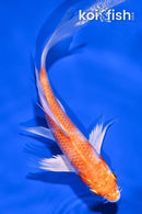 5" HARIWAKE BUTTERFLY
