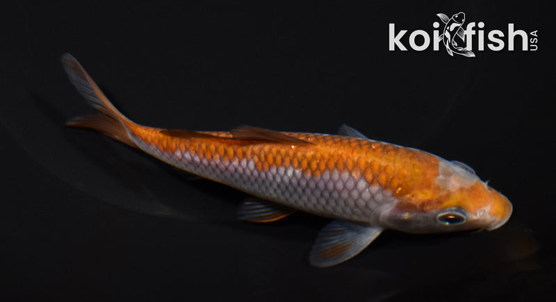 5.25" OCHIBA SHIGURE