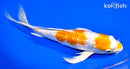 9.25" GINRIN HARIWAKE BUTTERFLY