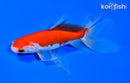 5.75" WATONAI GOLDFISH