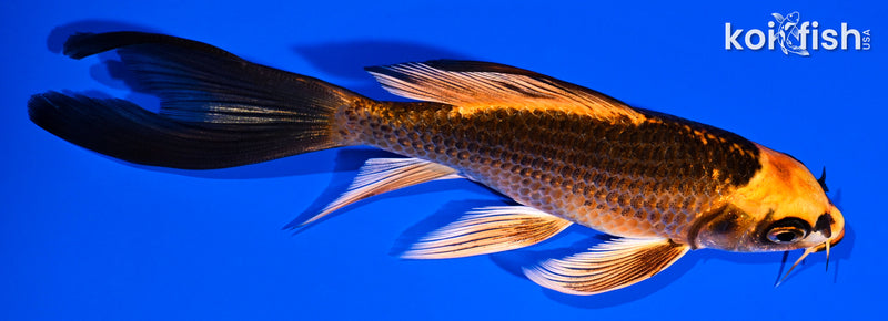 5.5" ORENJI MATSUBA BUTTERFLY