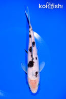 7.25" SHIRO BEKKO