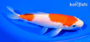 6.5" NIDAN KOHAKU
