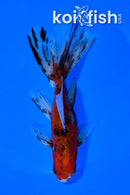 5.75" CALICO WATONAI GOLDFISH