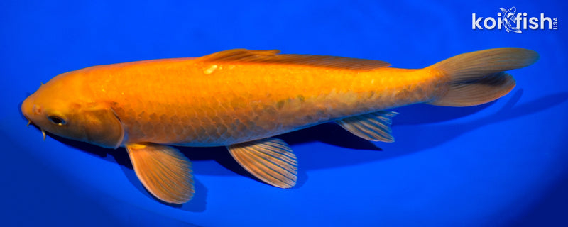 12" CHAGOI