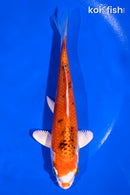 5.5" YAMATO NISHIKI