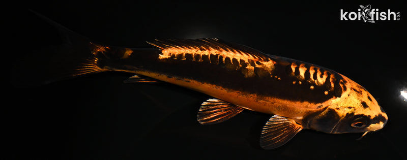 7.25" BENI KIKOKURYU