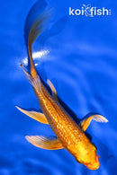 5.5" GINRIN ORENJI OGON BUTTERFLY