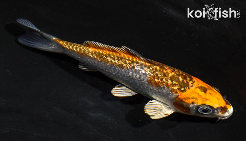 5" GINRIN BENI GINGA