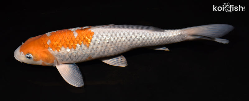 14.5" GINRIN OCHIBA SHIGURE