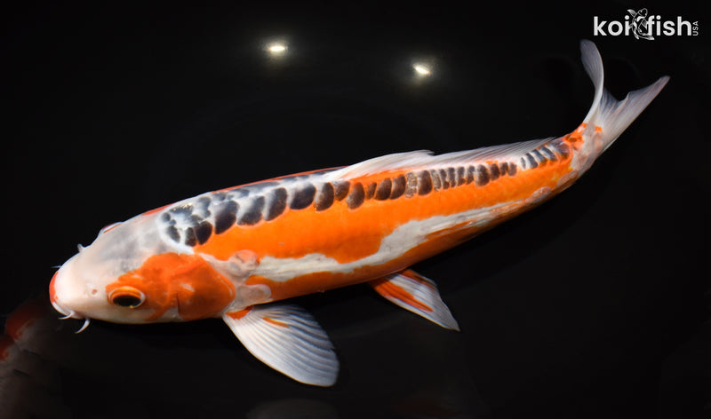 13" HI SHUSUI