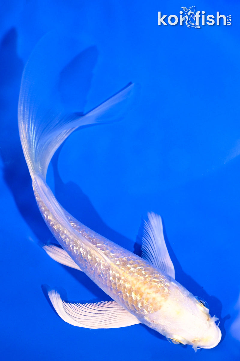 5" GINRIN HARIWAKE BUTTERFLY