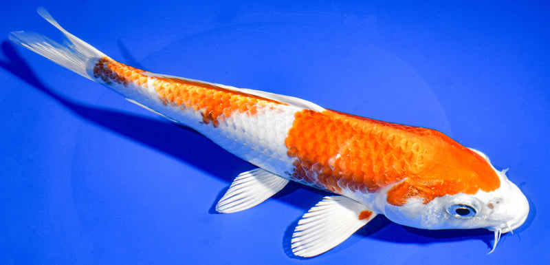 9.25" HARIWAKE