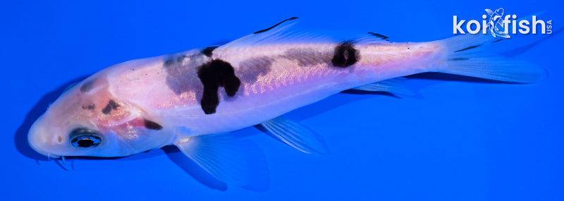 5" DOITSU SHIRO BEKKO