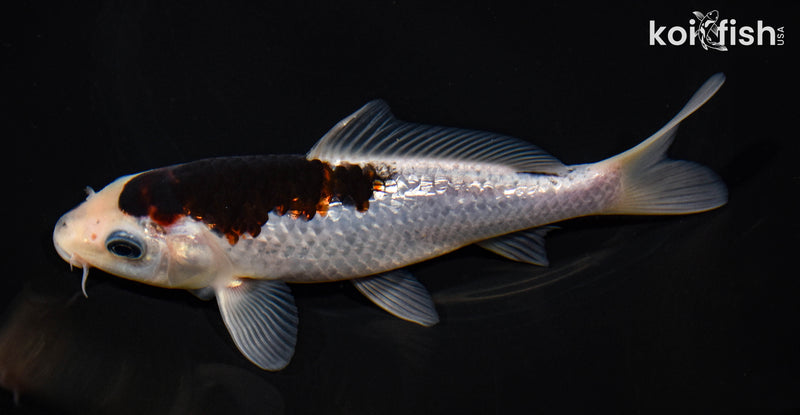 6" GINRIN BUDO GOROMO