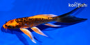 5" DOITSU ORENJI MATSUBA BUTTERFLY
