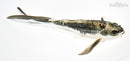 8.5" KIKOKURYU BUTTERFLY