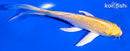 5.75" YAMABUKI OGON BUTTERFLY