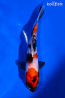 5.25" SHOWA
