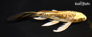 7.5" GINRIN ARAGOKE KIN KIKOKURYU BUTTERFLY