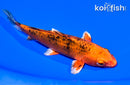5.5" KIN ORENJI BEKKO