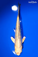 6.5" GINRIN KUJAKU