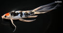 10" HEISEI NISHIKI BUTTERFLY