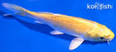 5.75" YAMABUKI OGON